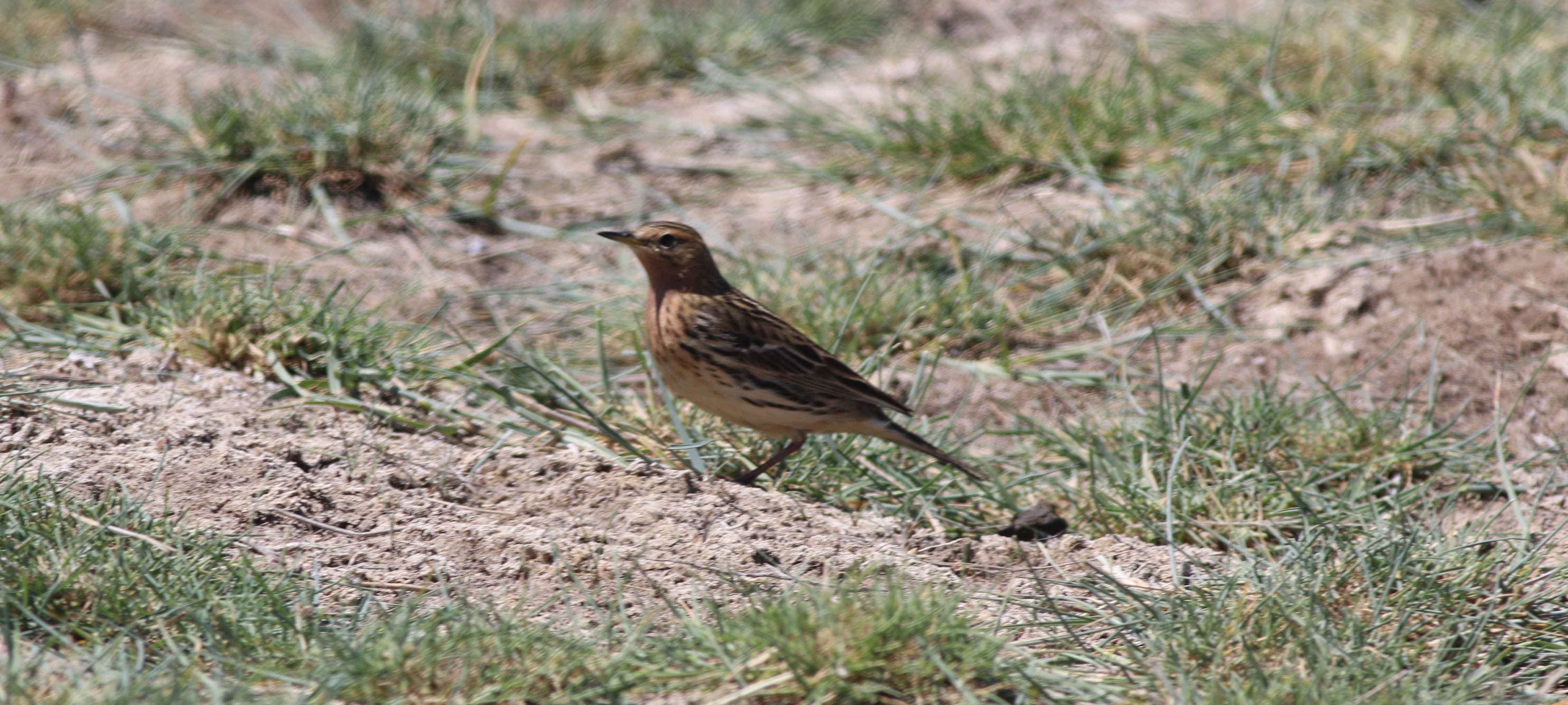 Red-throated Pipit